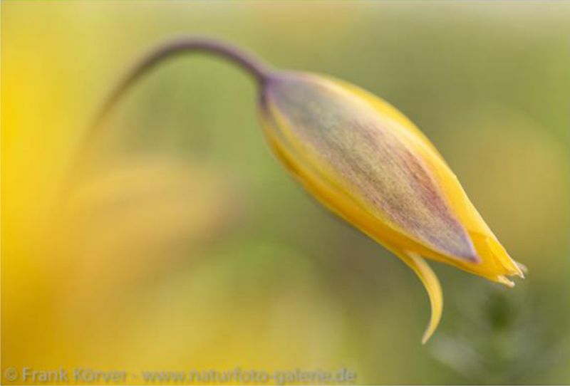 Frühlingsausstellung